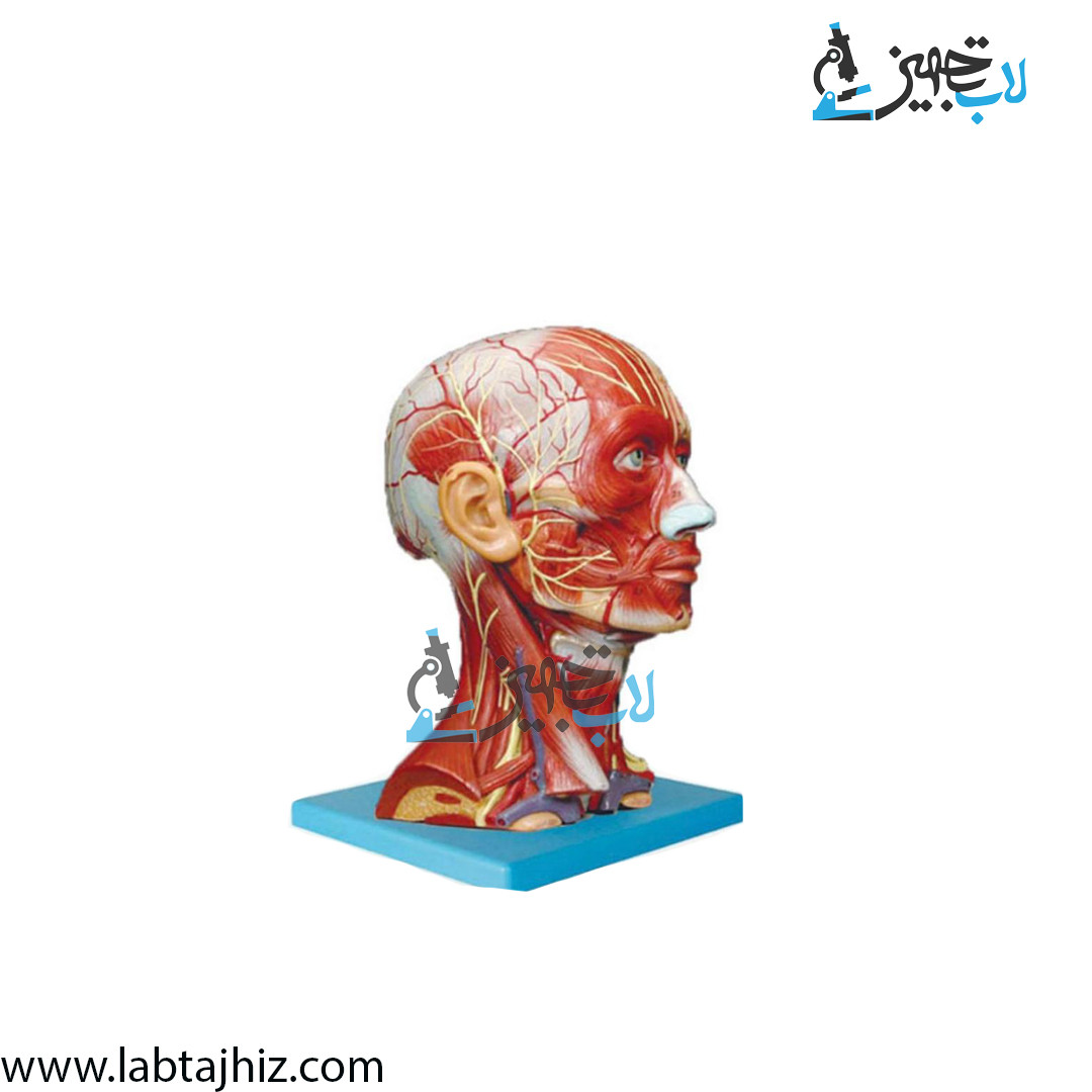 مولاژ-سر-گردن